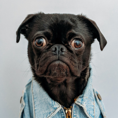 A picture of a black pug wearing a pilot jacket